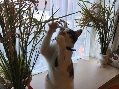 秋ですね!_c0331145_20092252.jpg