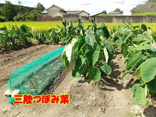 ショック 【涙】~~_a0331562_14014827.jpg