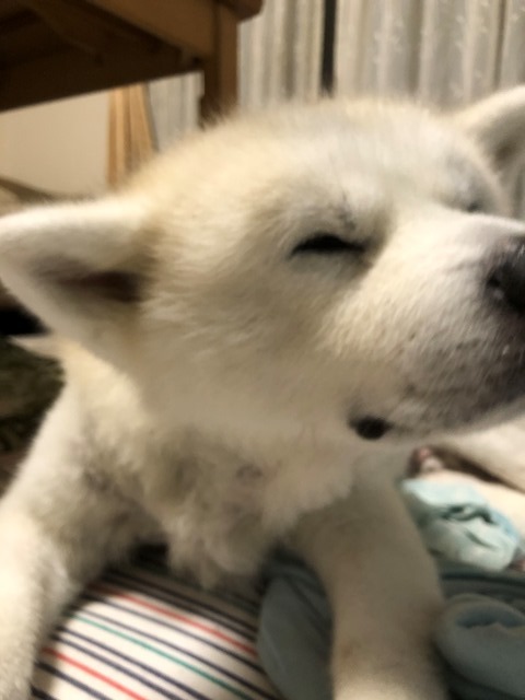 痒みとお薬_c0257276_10401404.jpg