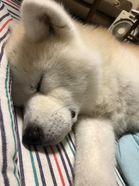 痒みとお薬_c0257276_10401888.jpg
