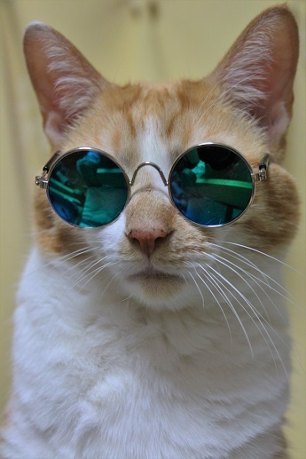 メガネをかけたねこ img_book-e1600050678972.jpeg