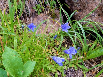 秋の花は青い花 石丸謙二郎