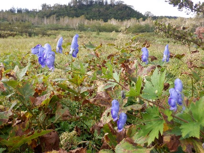 秋の花は青い花 石丸謙二郎