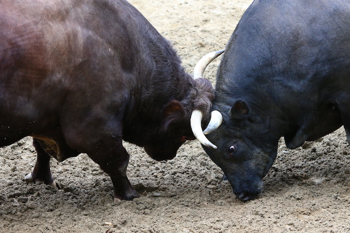 9/20 山古志闘牛 庵-山闘_b0016600_00492013.jpg