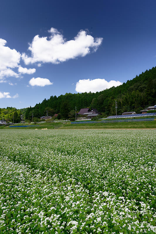 蕎麦の花＠亀岡　犬甘野_f0032011_19122607.jpg