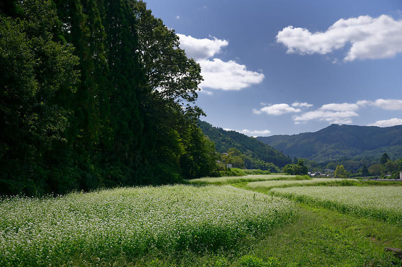 蕎麦の花＠亀岡　犬甘野_f0032011_19122631.jpg