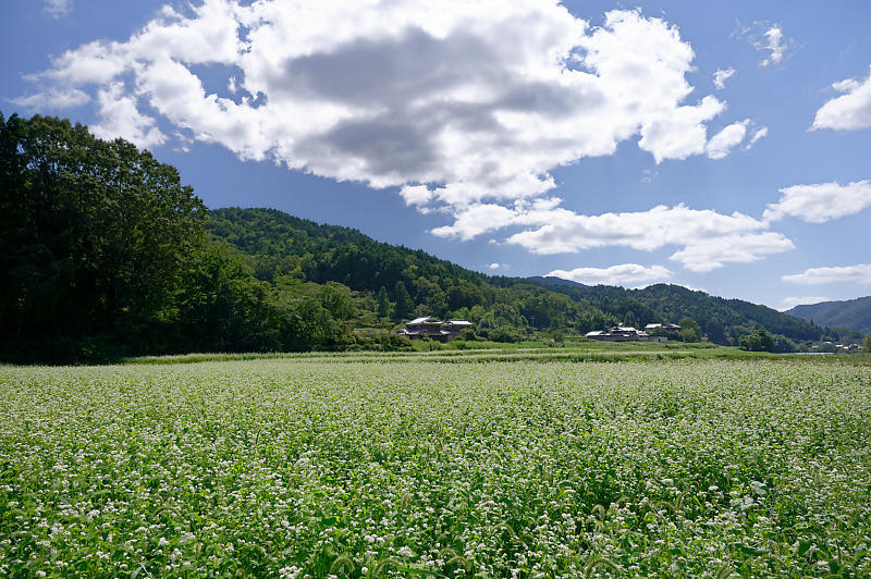 蕎麦の花＠亀岡　犬甘野_f0032011_19122756.jpg