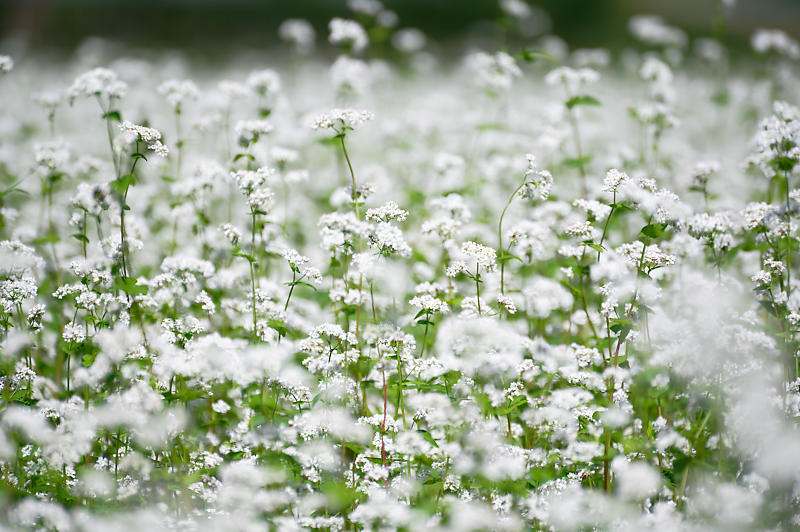 蕎麦の花＠亀岡　犬甘野_f0032011_19122776.jpg