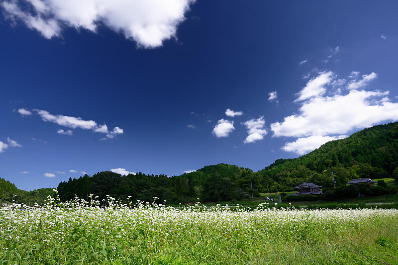 蕎麦の花＠亀岡　犬甘野_f0032011_19143152.jpg