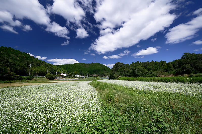 蕎麦の花＠亀岡　犬甘野_f0032011_19143220.jpg