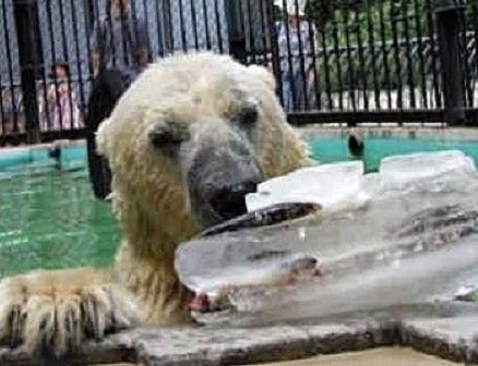 京都市動物園の苦闘の繁殖記録 ～ 同園のホッキョクグマ飼育の歴史と偉大な母親の息子の善戦_a0151913_22173658.jpg