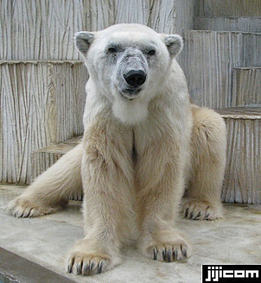 京都市動物園の苦闘の繁殖記録 ～ 同園のホッキョクグマ飼育の歴史と偉大な母親の息子の善戦_a0151913_23312987.jpg