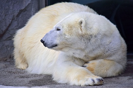 旭川・旭山動物園の苦闘の繁殖記録(2) ~ 繁殖成功の初代ペアの血統継承への強い執着心が生む未完のドラマ_a0151913_4362899.jpg