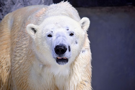 旭川・旭山動物園の苦闘の繁殖記録(2) ~ 繁殖成功の初代ペアの血統継承への強い執着心が生む未完のドラマ_a0151913_443389.jpg