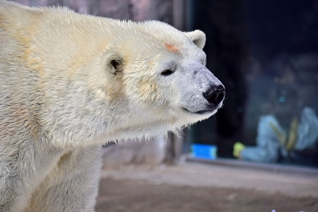 旭川・旭山動物園の苦闘の繁殖記録(2) ~ 繁殖成功の初代ペアの血統継承への強い執着心が生む未完のドラマ_a0151913_449169.jpg