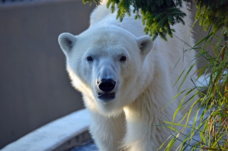 旭川・旭山動物園の苦闘の繁殖記録(2) ~ 繁殖成功の初代ペアの血統継承への強い執着心が生む未完のドラマ_a0151913_4533826.jpg