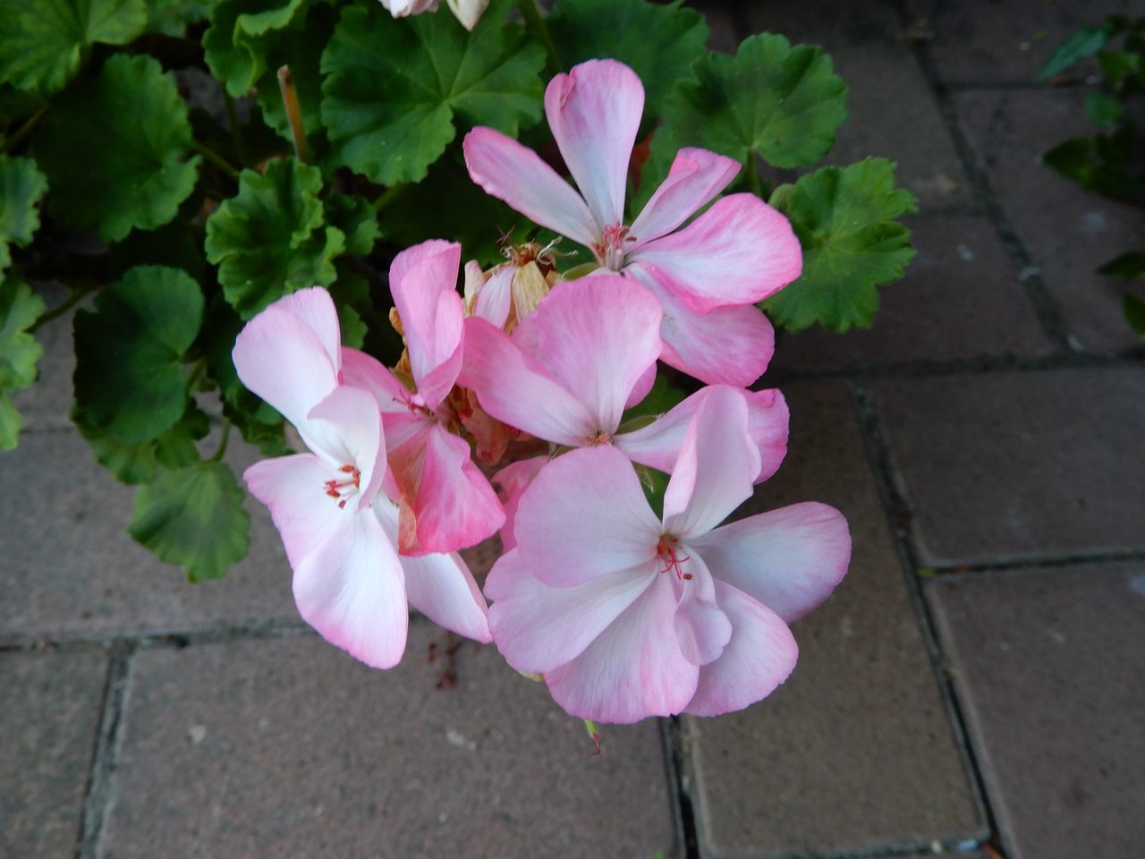 季節は仲秋・秋分・むしかくれてとをふさぐ_c0025115_20584334.jpg