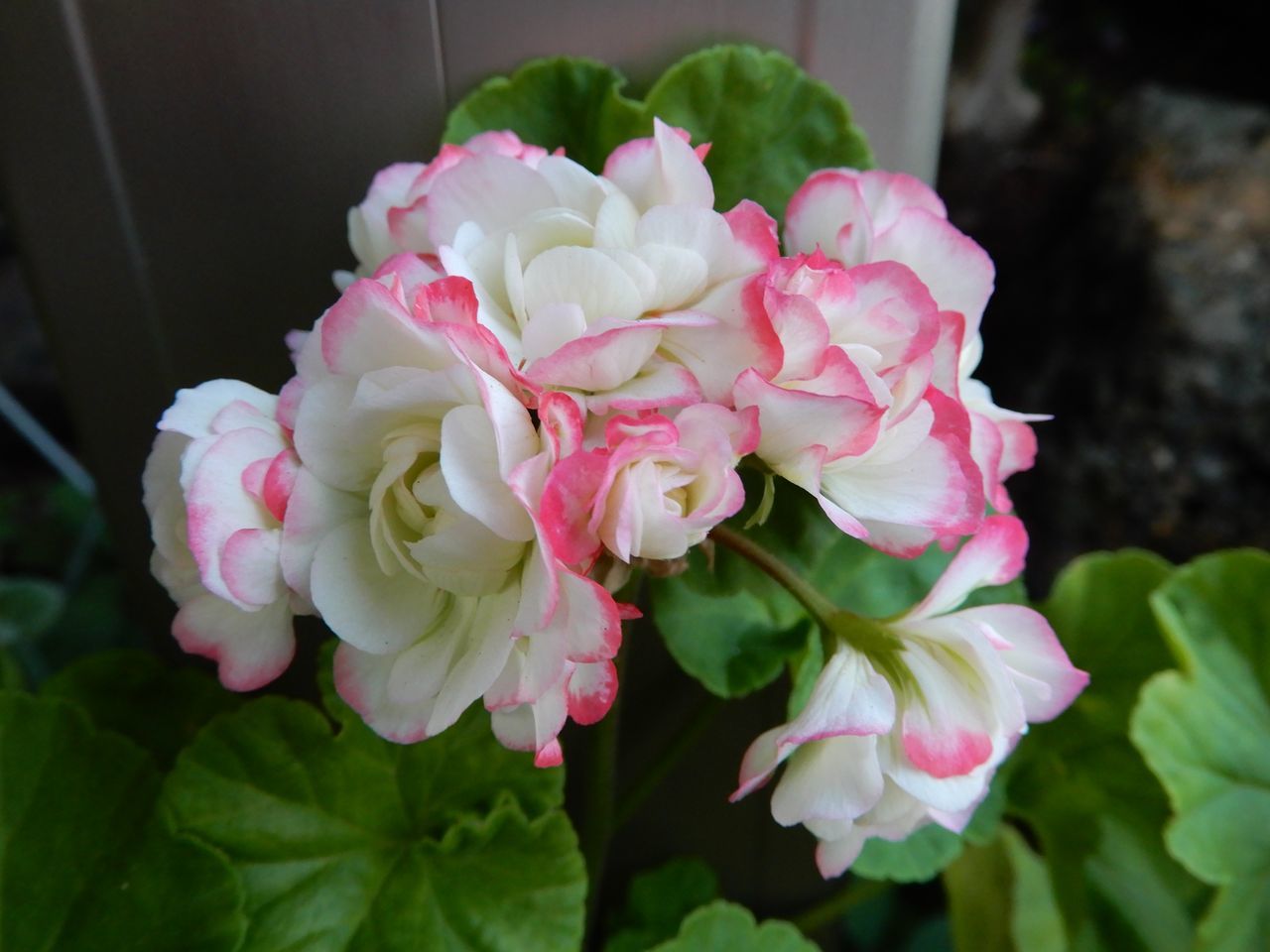 季節は仲秋・秋分・むしかくれてとをふさぐ_c0025115_20585179.jpg