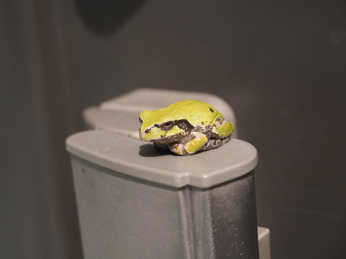 ドアノブに、アマガエル_c0116915_23262201.jpg
