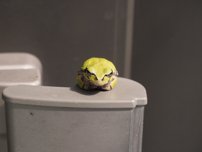 ドアノブに、アマガエル_c0116915_23264041.jpg