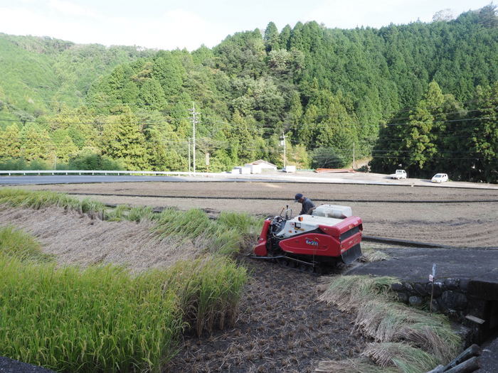 今日も稲刈り_c0116915_23295158.jpg