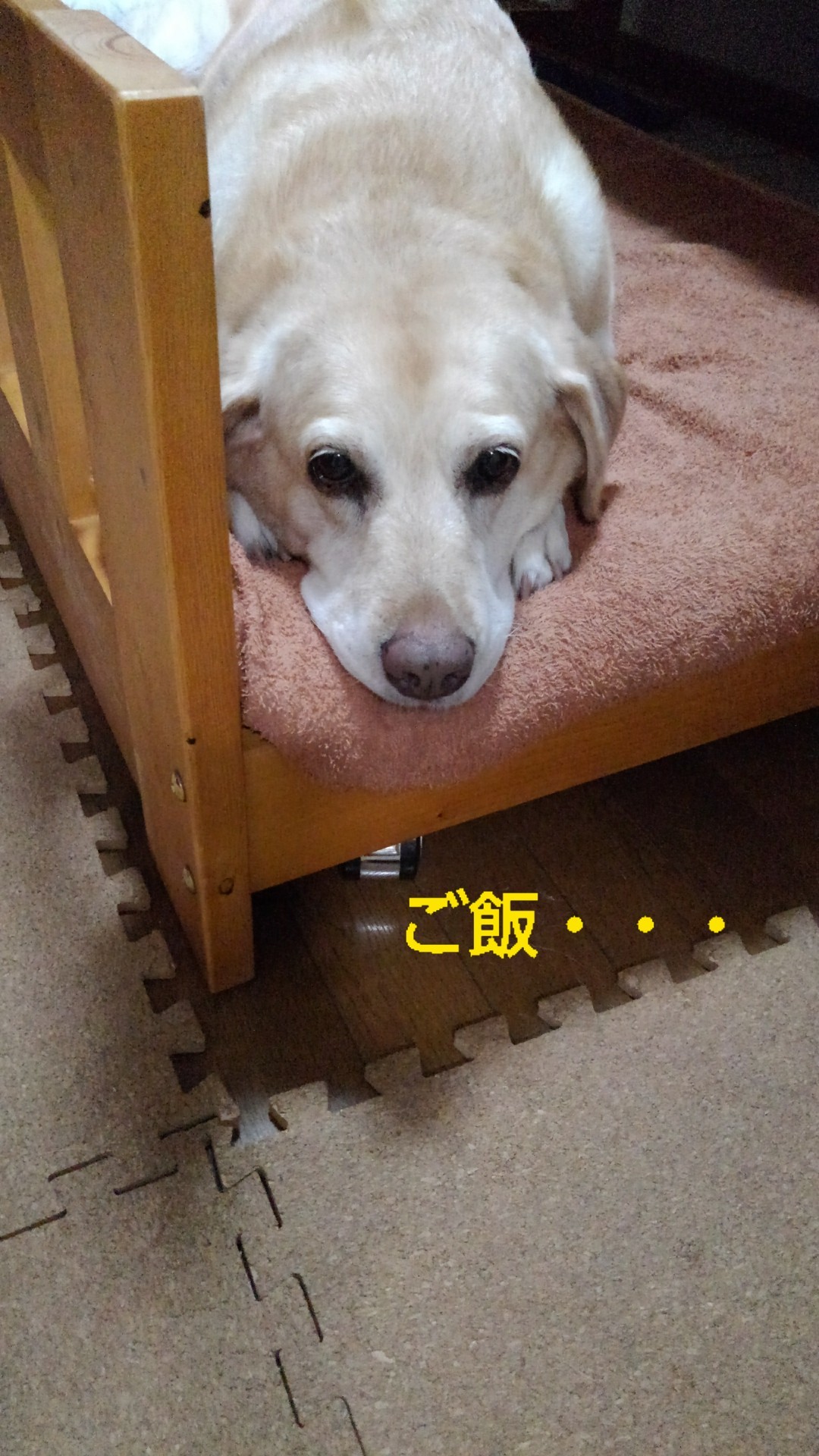 メリー、出汁の美味しさを味わう_b0339522_12104863.jpg