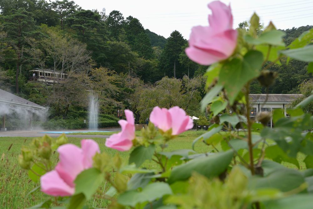 4丁目 芝生広場のフヨウ_e0373930_22563810.jpg