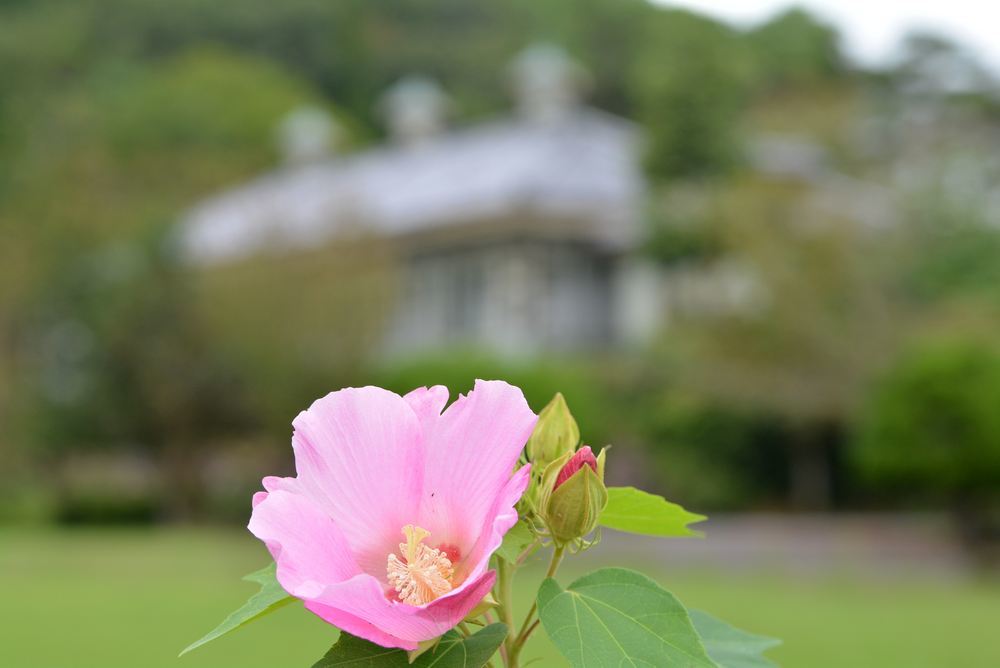 4丁目 芝生広場のフヨウ_e0373930_22563833.jpg