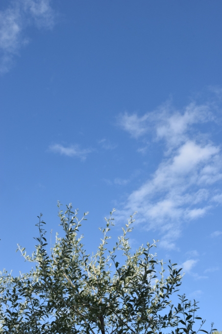 碧い空と青い花_a0228333_02235821.jpg