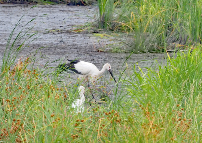 幸せを運ぶコウノトリがやって来た Ⅱ_d0290240_17262942.jpg