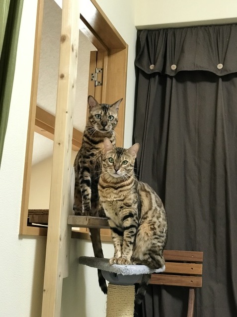 一人でできる手作りキャットタワー＆キャットウォーク♪　（１）_c0006748_16394910.jpg