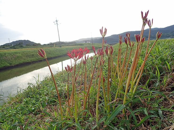 彼岸花_f0214649_19274635.jpg