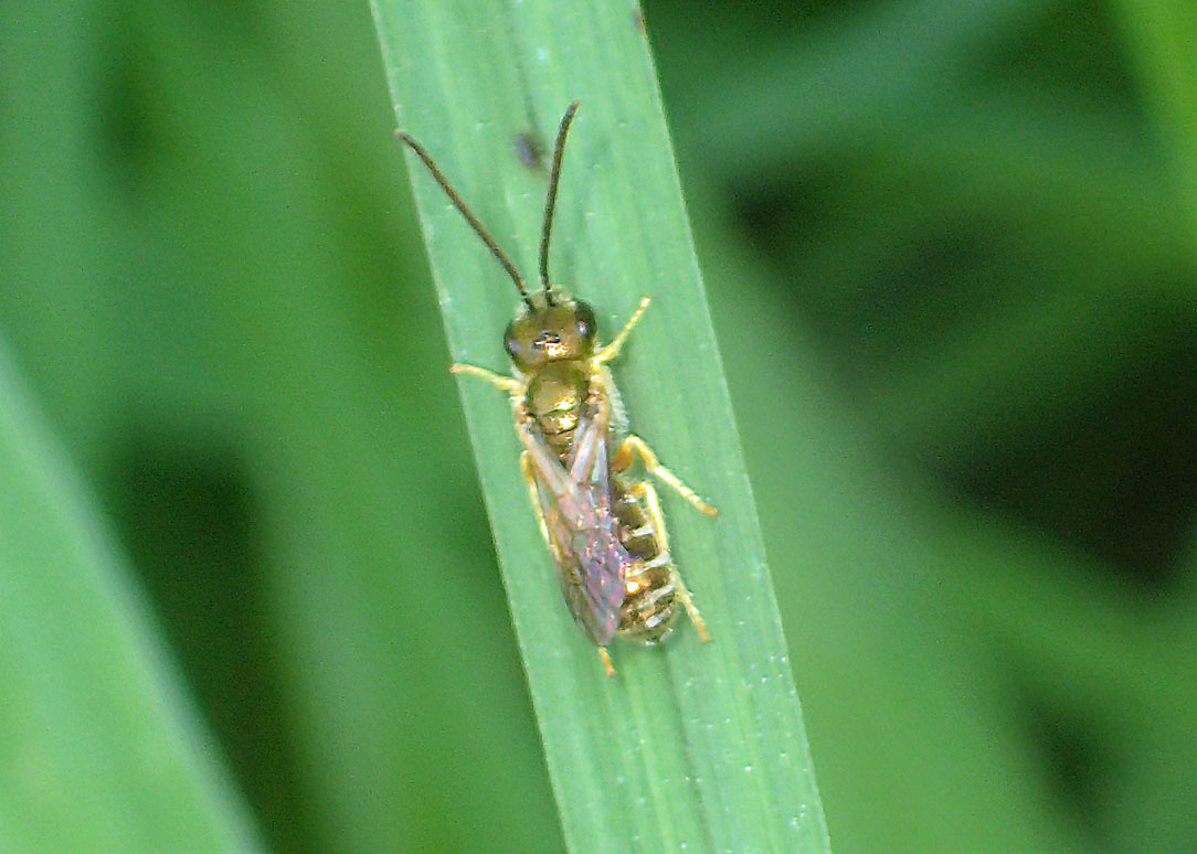 青い蜂 赤い蜂他 公園昆虫記