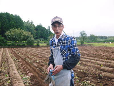 熊本産大津甘藷『からいも(サツマイモ)』 収穫(芋ほり)の様子を現地取材!(前編)_a0254656_18573892.jpg