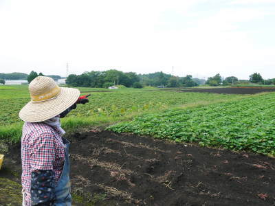 熊本産大津甘藷『からいも(サツマイモ)』 収穫(芋ほり)の様子を現地取材!(前編)_a0254656_19033981.jpg