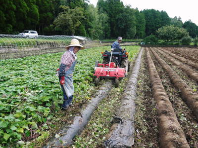 熊本産大津甘藷『からいも(サツマイモ)』 収穫(芋ほり)の様子を現地取材!(前編)_a0254656_19233918.jpg