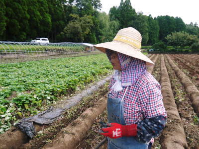 熊本産大津甘藷『からいも(サツマイモ)』 収穫(芋ほり)の様子を現地取材!(前編)_a0254656_19351394.jpg