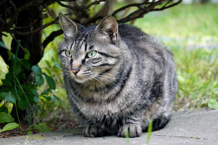 函館 土方歳三最期の地 と 猫の写真_f0117059_18510564.jpg