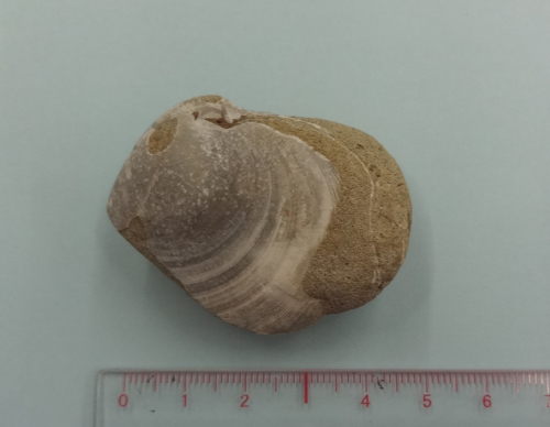 大洗海岸で貝化石発見_d0096268_14401538.jpg