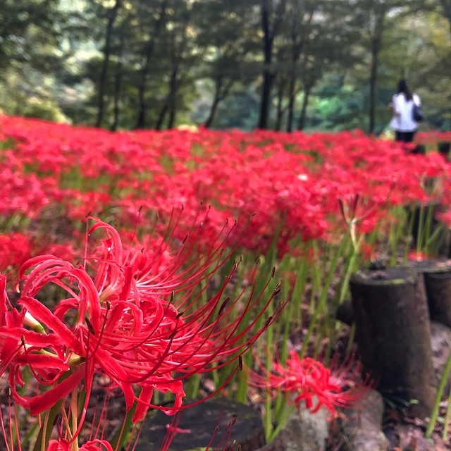 八木原の里の曼殊沙華 桐生市黒保根町八木原 彼岸花 東毛見聞録