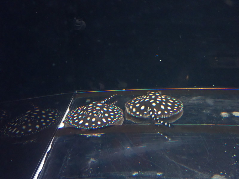 TOC出演の魚です。 : 竹島水族館スタッフブログ