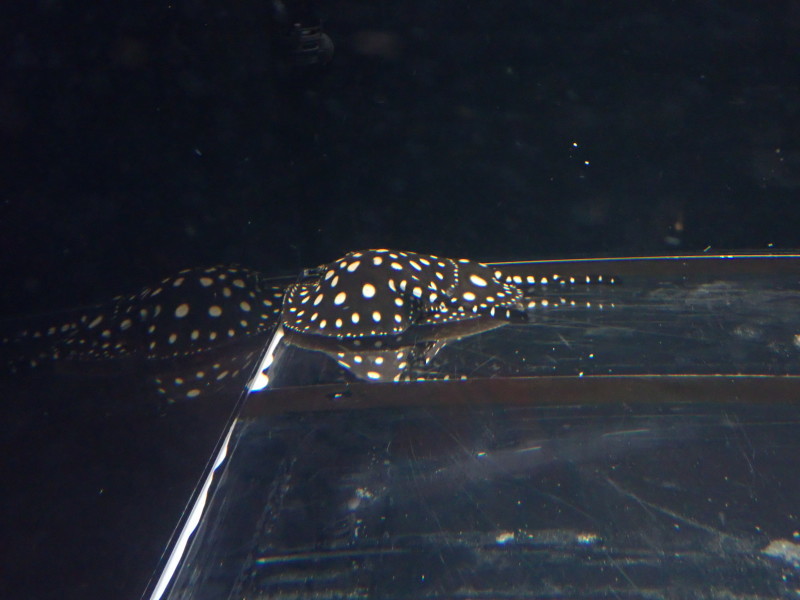 TOC出演の魚です。 : 竹島水族館スタッフブログ