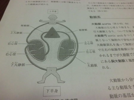 介護に解剖学を_e0096277_19095034.jpg