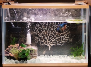 水槽にヒーター導入 Little Hobby