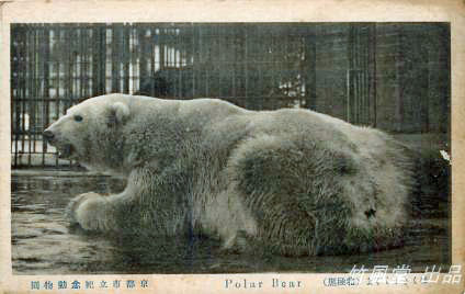 京都市動物園の苦闘の繁殖記録 ～ 同園のホッキョクグマ飼育の歴史と偉大な母親の息子の善戦_a0151913_1382196.jpg