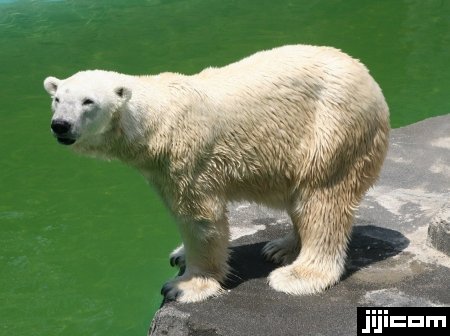 静岡・日本平動物園の苦闘の繁殖記録 ～ 