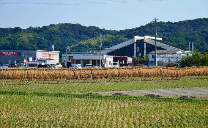　　稲架（はさ）のある風景　　２０２０-０９-３０　００：００_b0093754_16121712.jpg