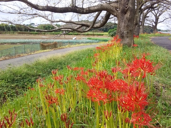 見沼田んぼの彼岸花 猫将軍のミューと あんなこと こんなこと 見沼田んぼの彼岸花 猫将軍のミューと あんなこと こんなこと