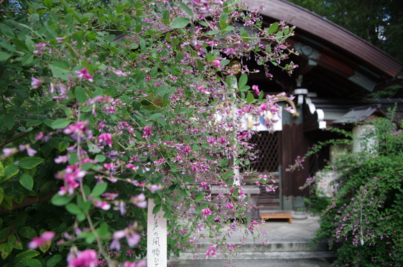 梨木神社 萩_c0382798_07525641.jpg
