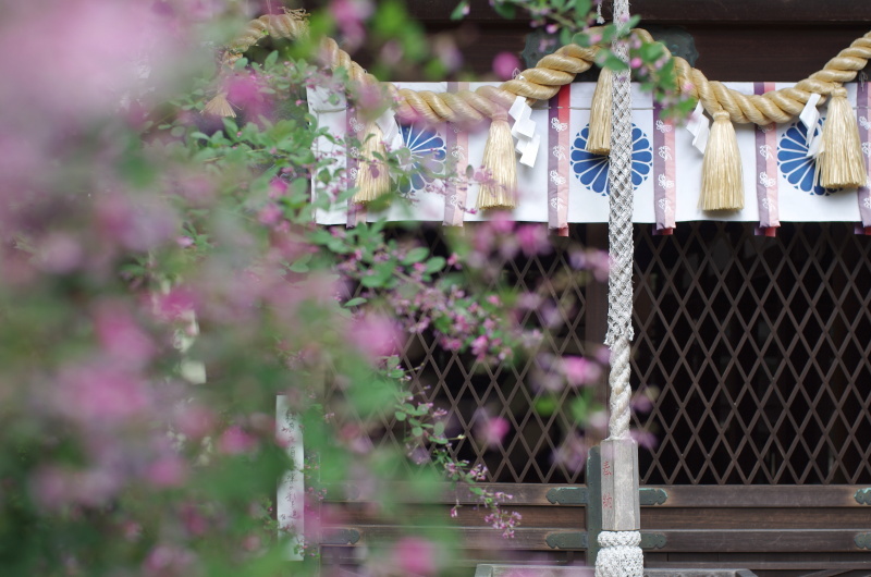 梨木神社 萩_c0382798_07535857.jpg